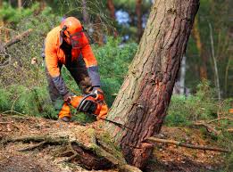 Best Commercial Tree Services  in Framingham, MA